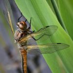 Insectencursus bij IVN Zwolle