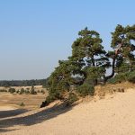 Beheerplan 'Natura2000 Veluwe' vastgesteld