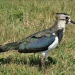 Dubbel-lezing vogels in de regio Zwolle