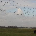 IVN-fietsexcursie langs IJssel en natuurwaarden