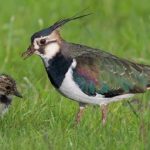 Gluren naar weidevogels