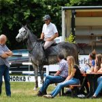 Hippinksterconcours = paardensport én meer...