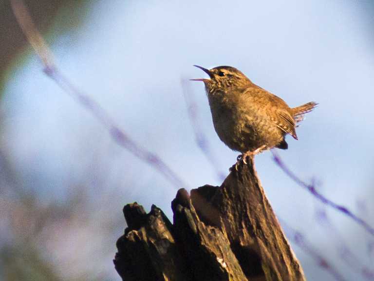 IVN Zwolle geeft vogelzangcursus