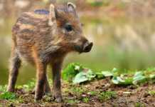 VVD wil ander zwijnenbeleid