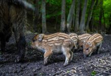 In juli en augustus pas afschot zwijnen mogelijk