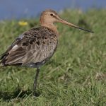 âHondenlosloopgebieden verstoren kwetsbare gebiedenâ