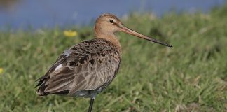 ‘Hondenlosloopgebieden verstoren kwetsbare gebieden’