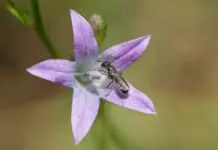 Help mee de biodiversiteit in Hattem te versterken