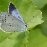 Vlinderen (eventueel met kinderen)