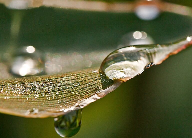 Wat kun je doen met regenwater?