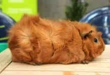 Voor de 32e keer Kleindierenshow