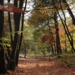 Zwolse Bos valt af als onderzoekslocatie voor nieuw explosievenspringterrein