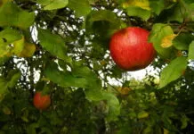 Groen Goud presenteert ‘Hattem Plukt!’