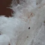 IJshaar in de Hattemse bossen