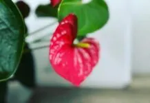 Suikerfeest wordt samen gevierd