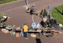 Succesvolle plantjesmarkt Groen Goud