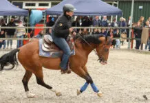 Hippisch Hattem vierde groots 90 jaar paardensport Hattem
