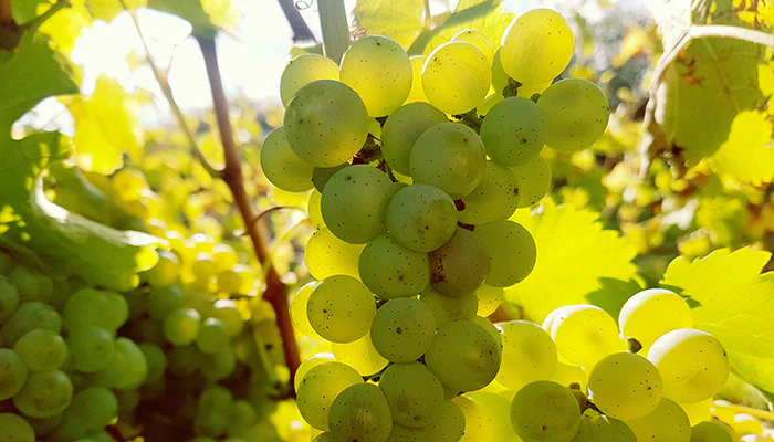 Ontdek de unieke smaken van Zuid-Afrikaanse wijnen