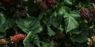 Groen Goud Hattem start door in 2026