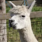 Lente op ’t Dijkweitje: geboren uilskuikens en geschoren alpaca’s