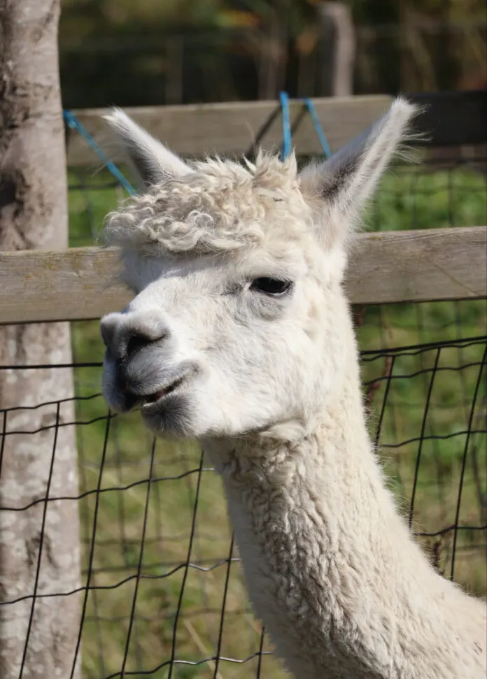 dierenweitje elly van de wetering