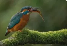 Vogelexcursie Wiessenbergse Kolk, Hoenwaard en Algemene Veen