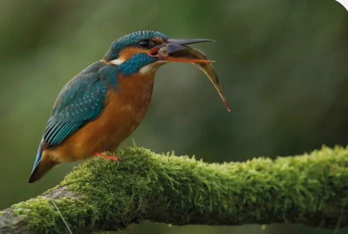 Geldersch Landschap en Kasteelen