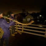 Midwinterhoornblazers in Zalk