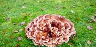 Hattem in beeld – ‘huisvesting’