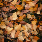 Groen Goud Blaadjesdag Assenrade – ‘bedek de bodem voor de winter’