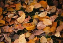 Groen Goud Blaadjesdag Assenrade – ‘bedek de bodem voor de winter’