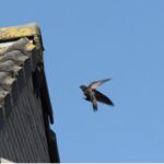 Hattem belangrijke broedplaats gierzwaluw