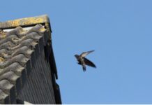 Hattem belangrijke broedplaats gierzwaluw