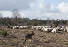 Kerstverhaal – ‘Wie vrede in zich heeft, heeft alles’