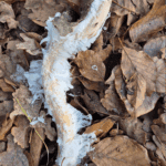 Nieuws in beeld – IJshaar