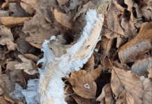 Nieuws in beeld – IJshaar