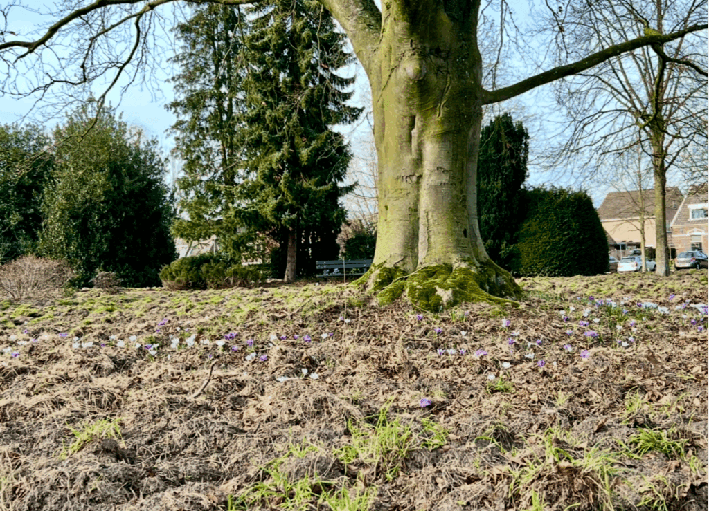 Zwijnen houden niet van crocusjes
