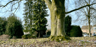 Zwijnen houden niet van crocusjes