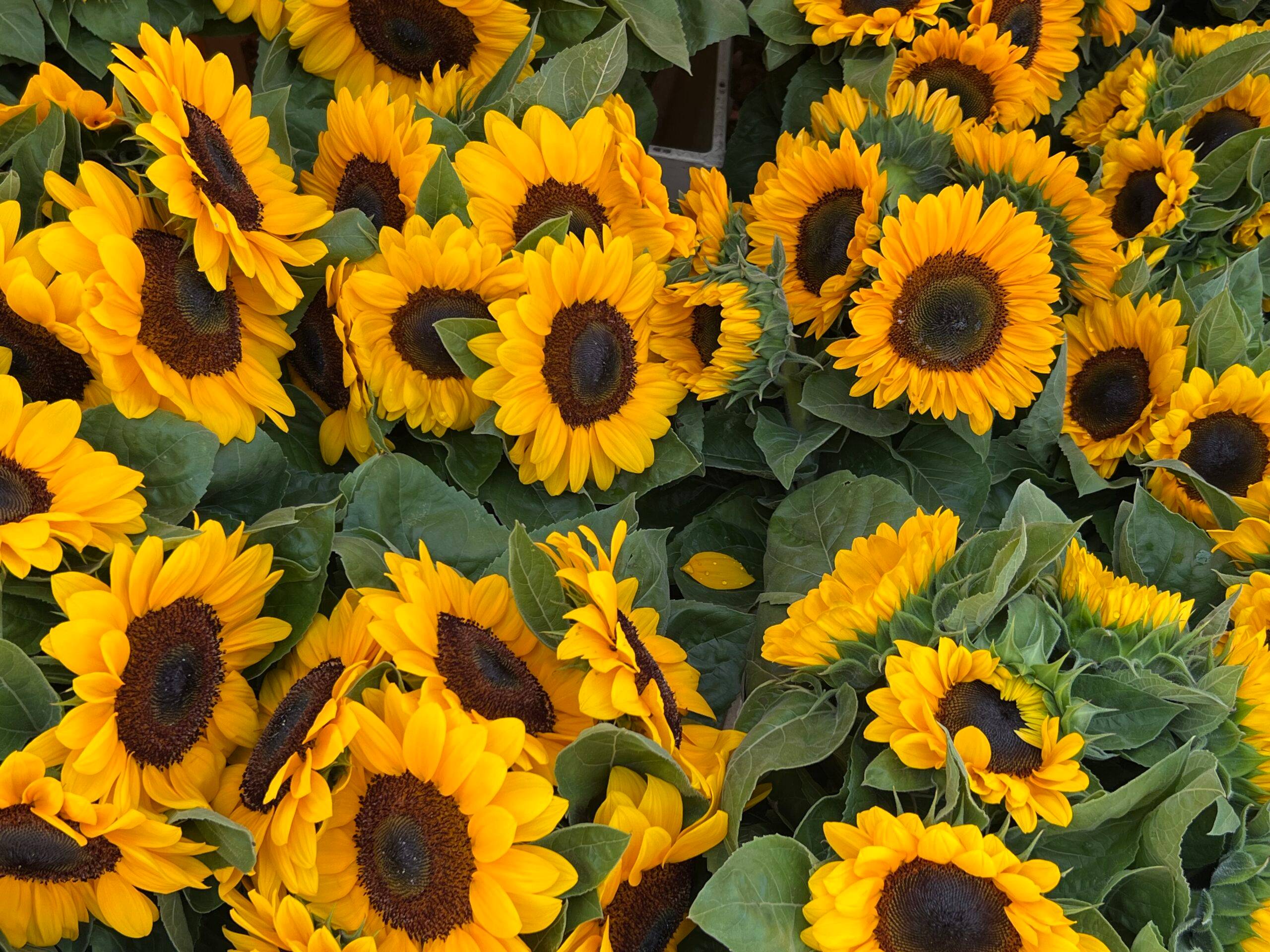 Zonnebloem Hattem zet zich met kleine groep vrijwilligers in voor anderen