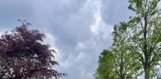 Herplant bomen Hilsdijk vertraagd