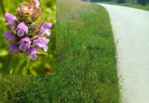 Vergeten hoekjes kunnen insecten helpen: Veluwetuinen Hattem roept inwoners op