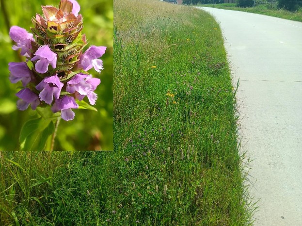 Vergeten hoekjes kunnen insecten helpen: Veluwetuinen Hattem roept inwoners op