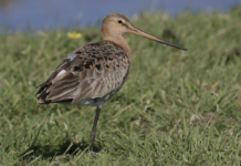 VLMH blij met beslissing hondenlosloopgebied – vogels beter beschermd